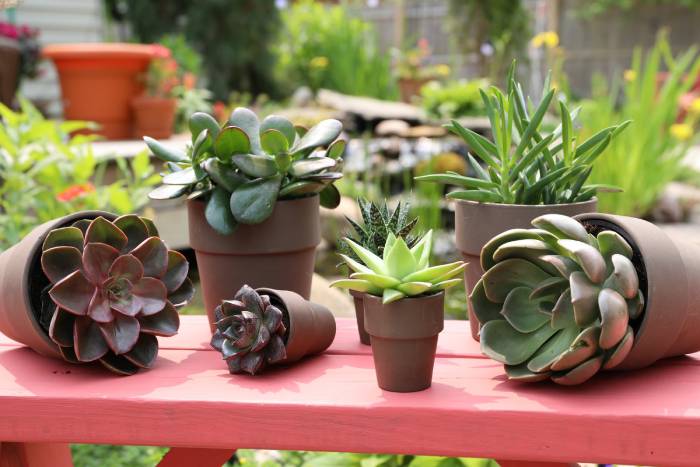 بررسی کودهای مخصوص گیاهان گوشتی آپارتمانی