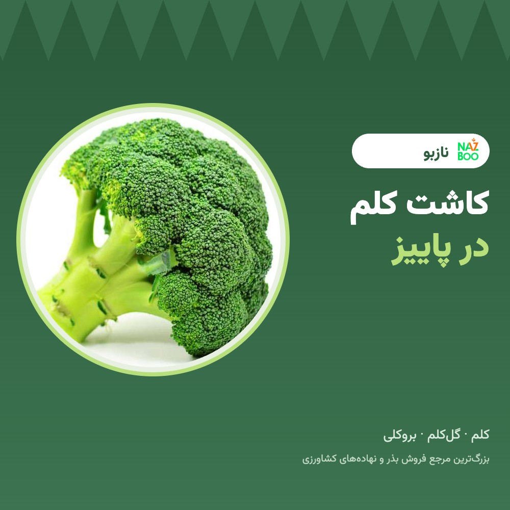 کاشت کلم در پاییز؛ کلم سفید، گل‌کلم و بروکلی