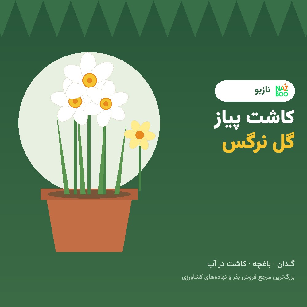 کاشت پیاز گل نرگس در گلدان و باغچه؛ زمان، عمق و نگهداری