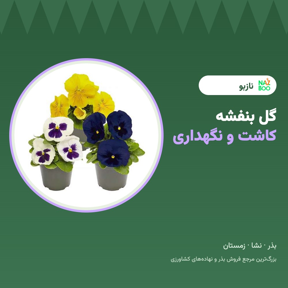 گل بنفشه