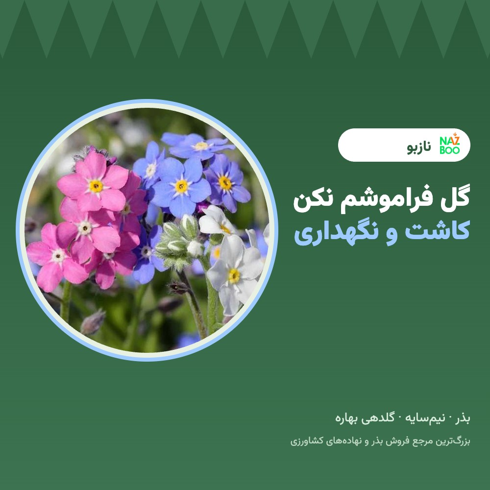 گل فراموشم نکن