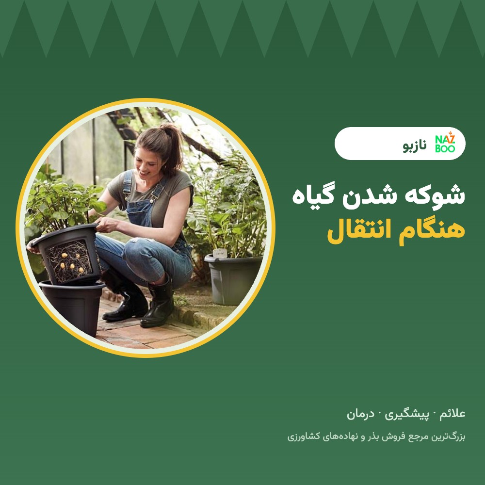 جلوگیری از شوکه شدن گیاه هنگام انتقال؛ علائم، پیشگیری و درمان