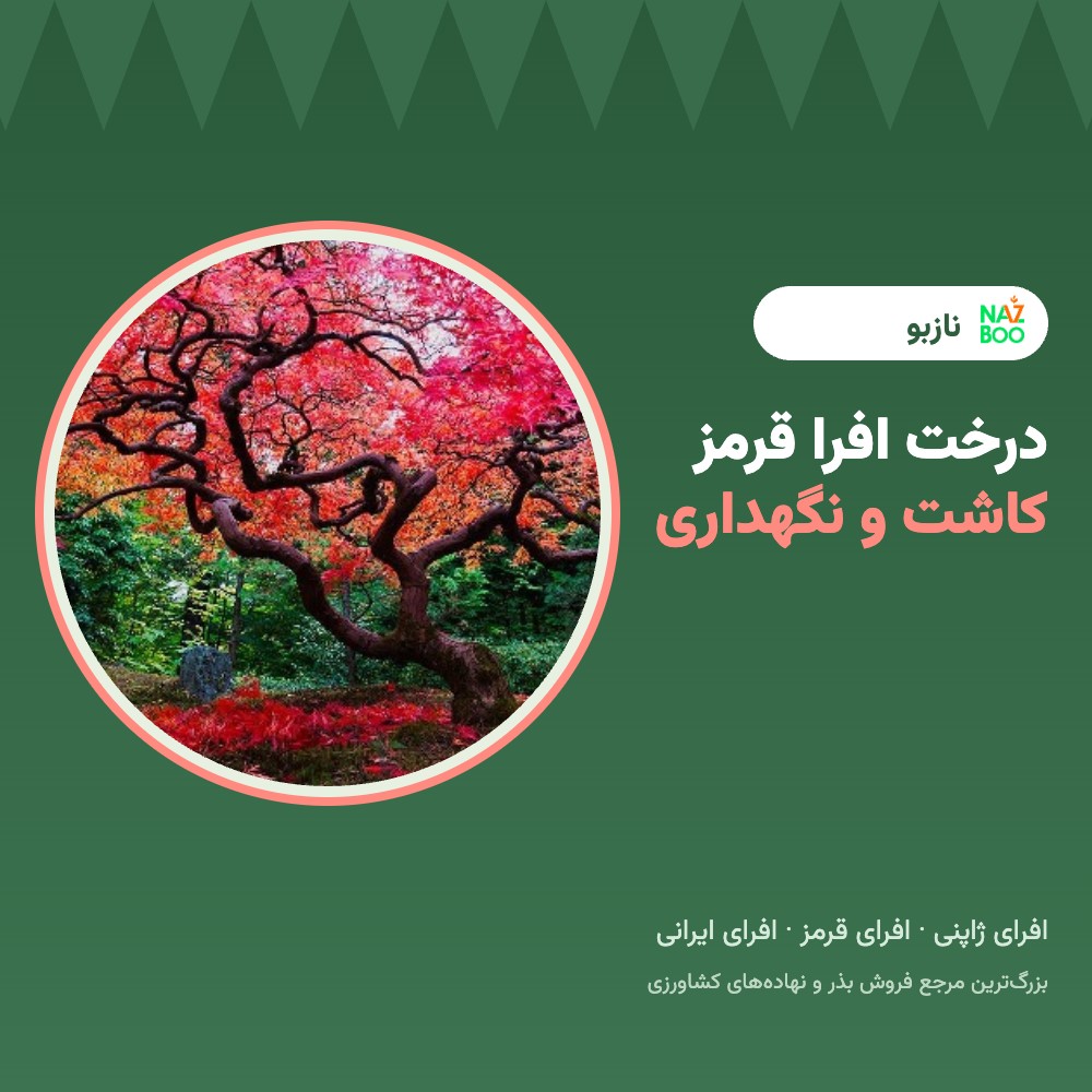 درخت افرا قرمز؛ انواع افرا، کاشت و نگهداری