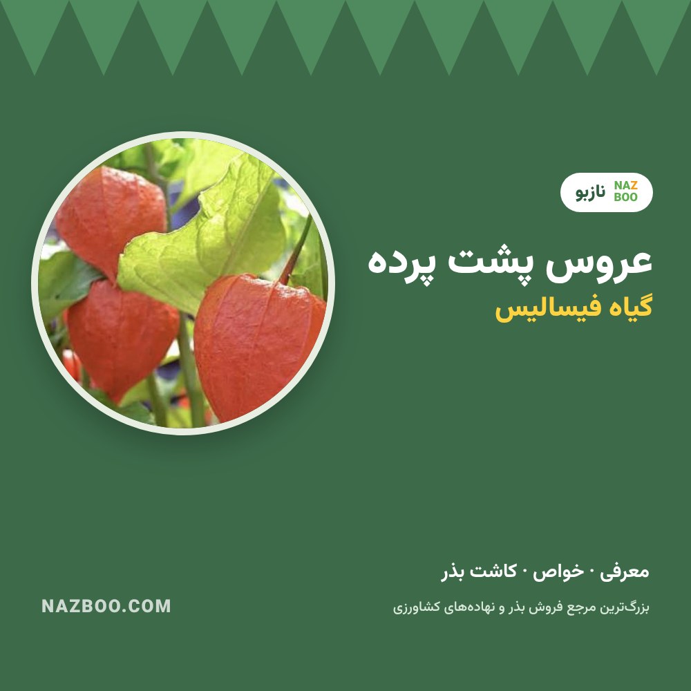 عروس پشت پرده (عروسک پشت پرده)؛ معرفی، خواص، کاشت و نگهداری گیاه فیسالیس