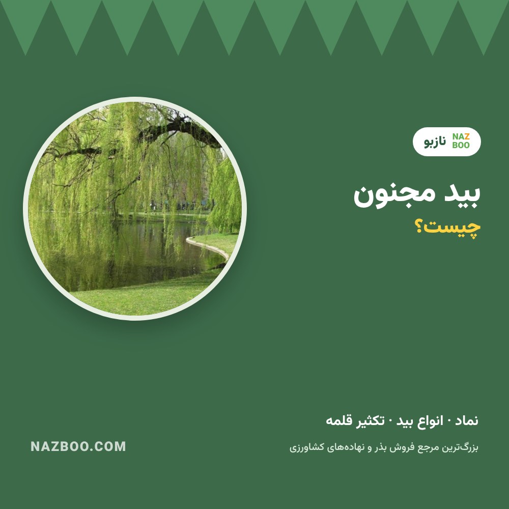 بید مجنون چیست؟ ویژگی‌ها، نماد، انواع بید، تکثیر و مضرات