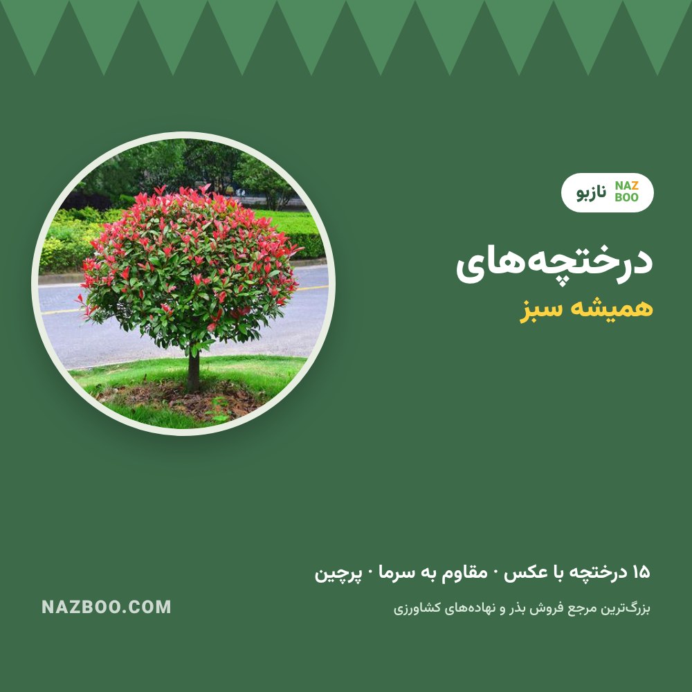 درختچه‌های همیشه سبز؛ ۱۵ درختچه زینتی برای حیاط با عکس