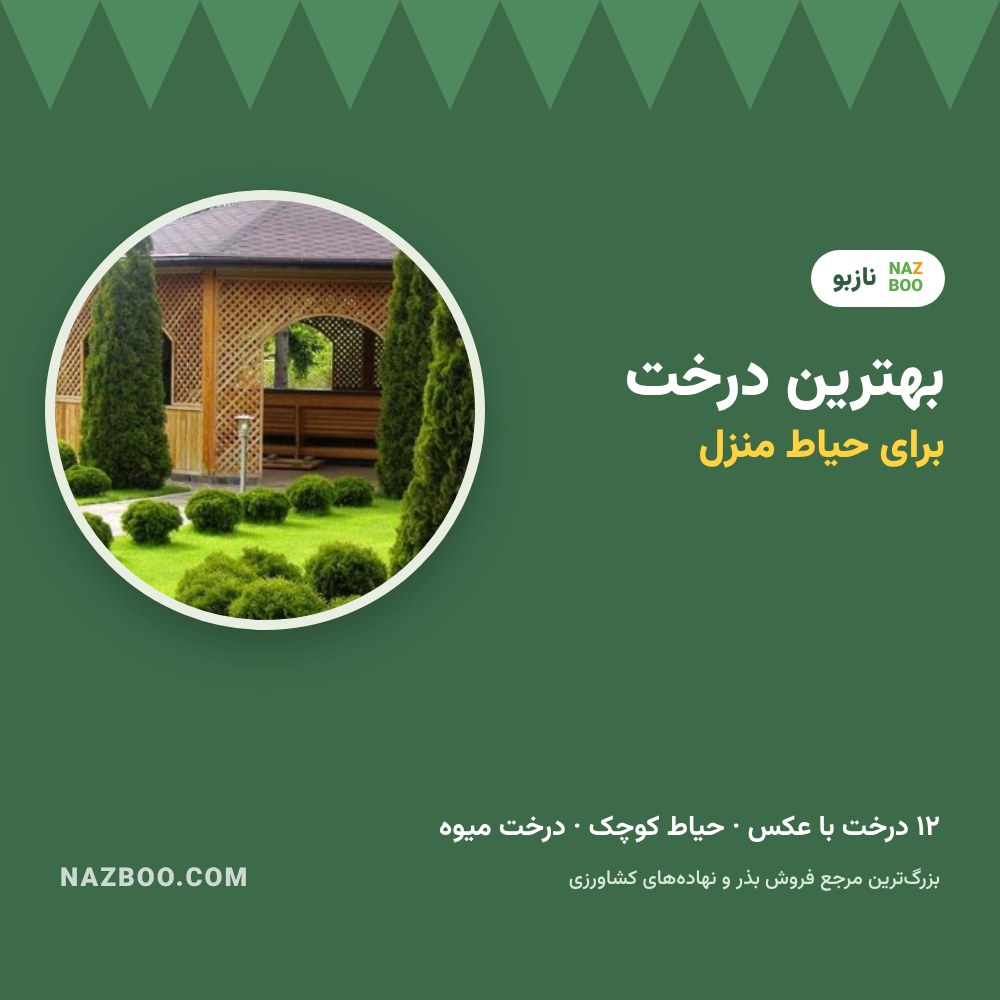 بهترین درخت برای حیاط منزل؛ ۱۲ درخت مناسب حیاط کوچک و ویلا با عکس