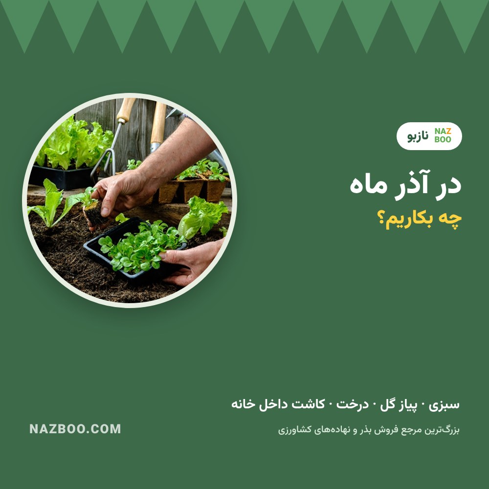 در آذر چه بکاریم؟ راهنمای کاشت سبزی، پیاز گل و درخت در آذر ماه