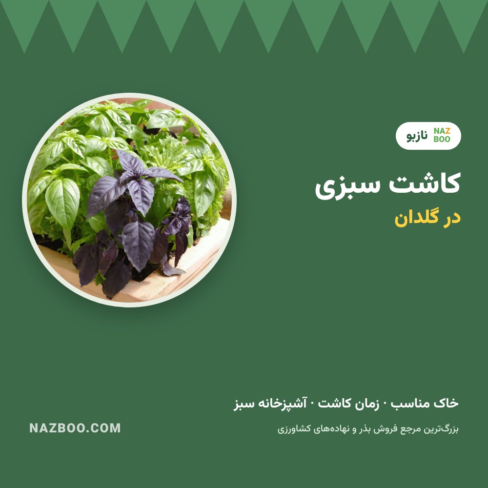کاشت سبزی در گلدان و آپارتمان؛ راهنمای کامل آشپزخانه سبز