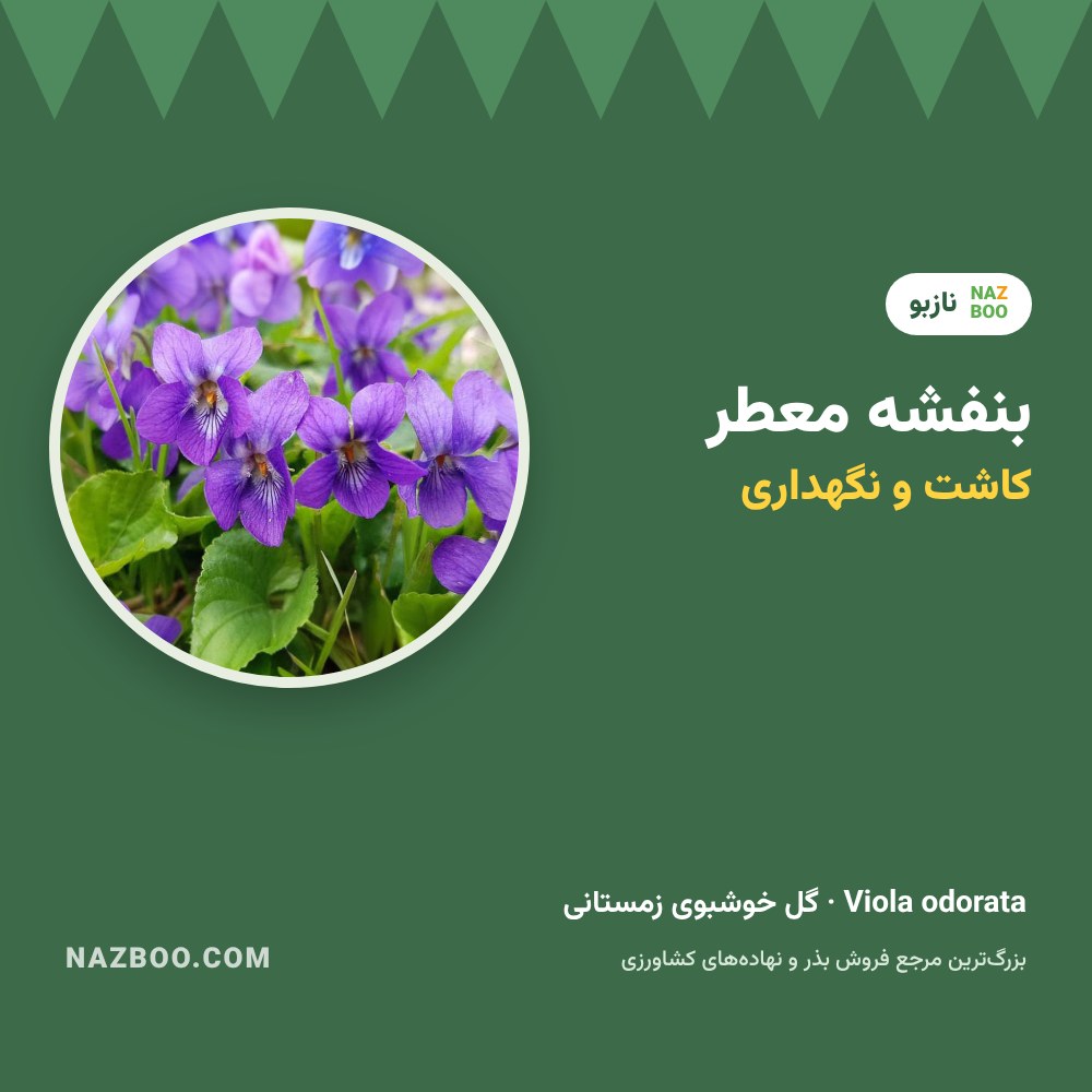 بنفشه معطر؛ کاشت بذر، نگهداری و کاربرد