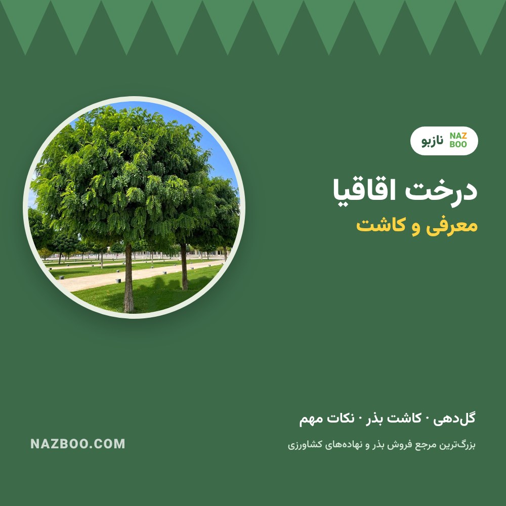 درخت اقاقیا