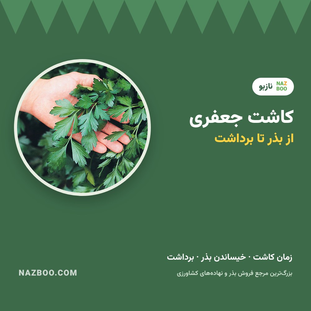 کاشت جعفری