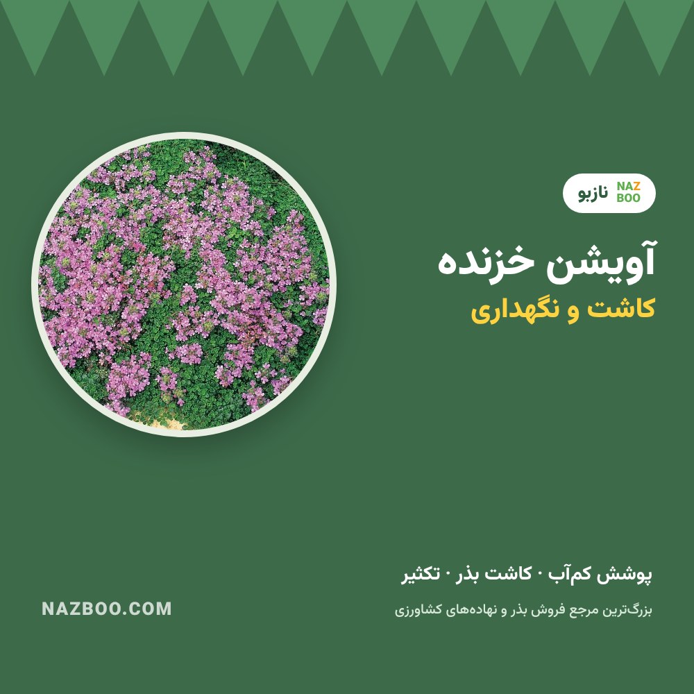 آویشن خزنده