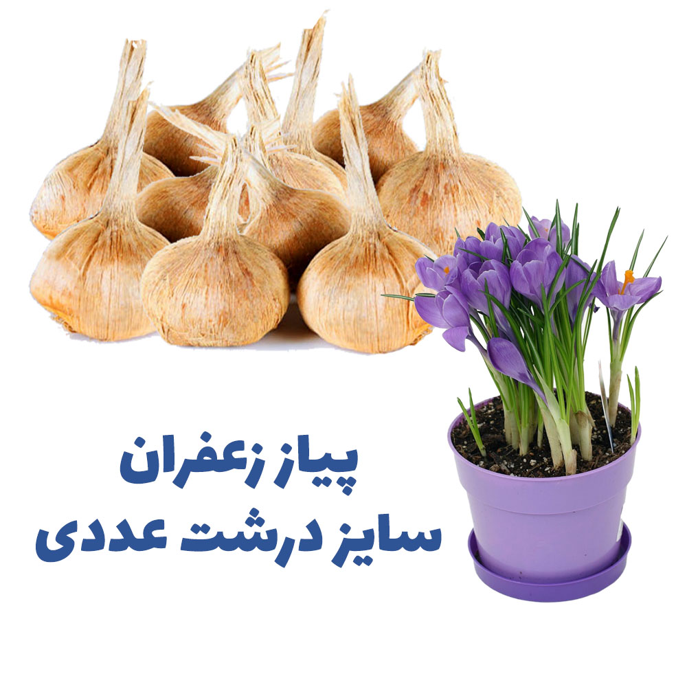 پیاز زعفران درشت برای کاشت در گلدان