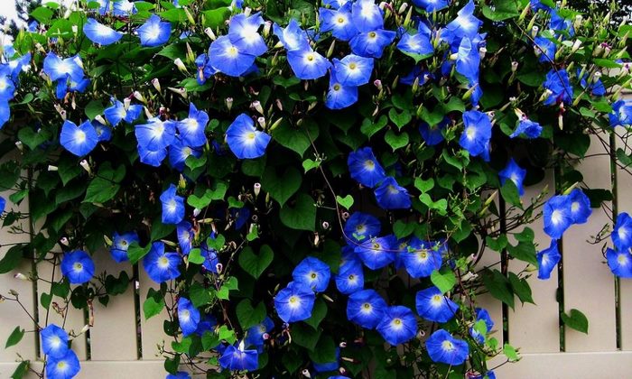 نازبو | معرفی نیلوفر پیچ یا رونده Morning glory