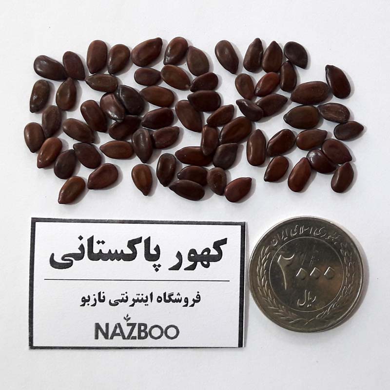 بذر کهور پاکستانی