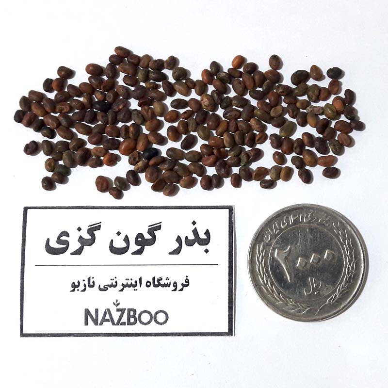 بذر گون گزی