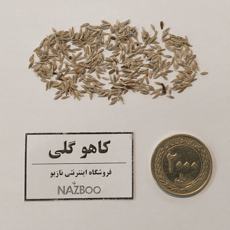 بذر کاهو گلی