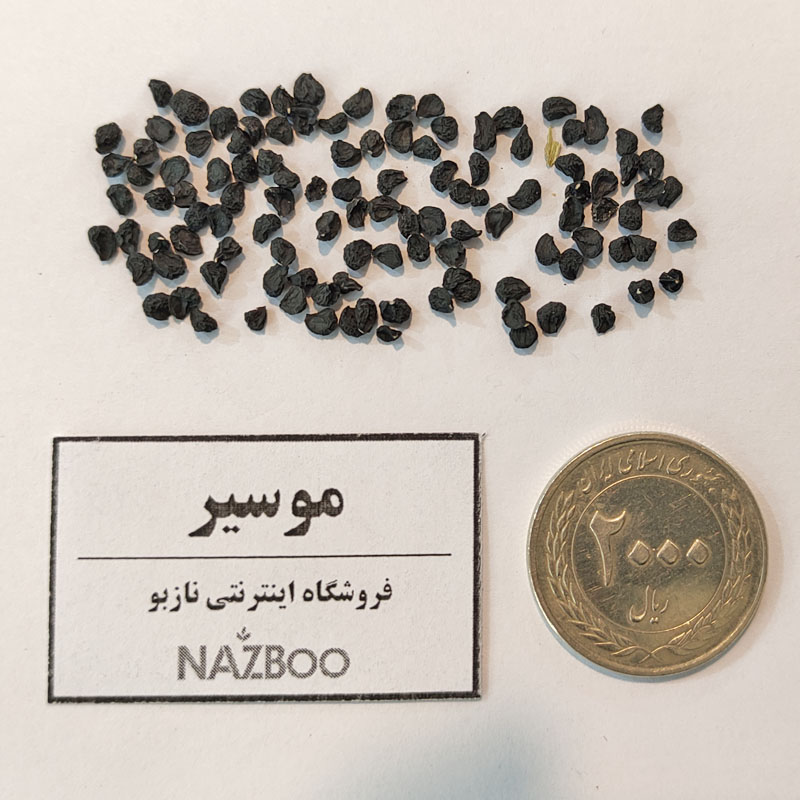 بذر موسیر