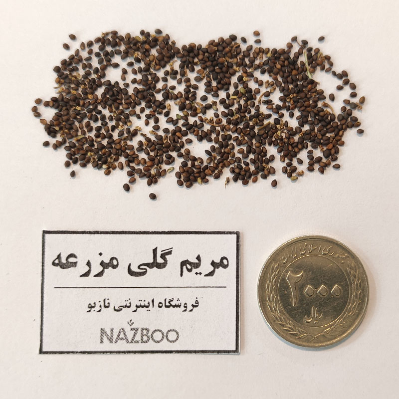 مریم گلی مزرعه روی