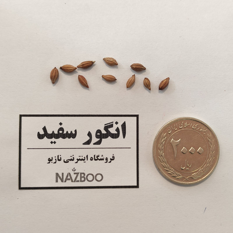 بذر انگور سفید