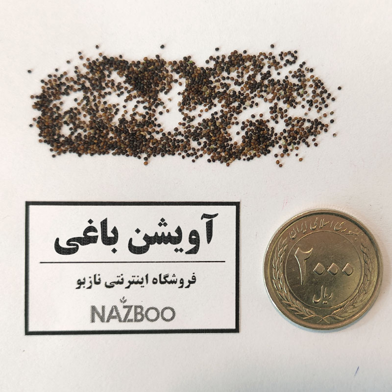 بذرآویشن باغی