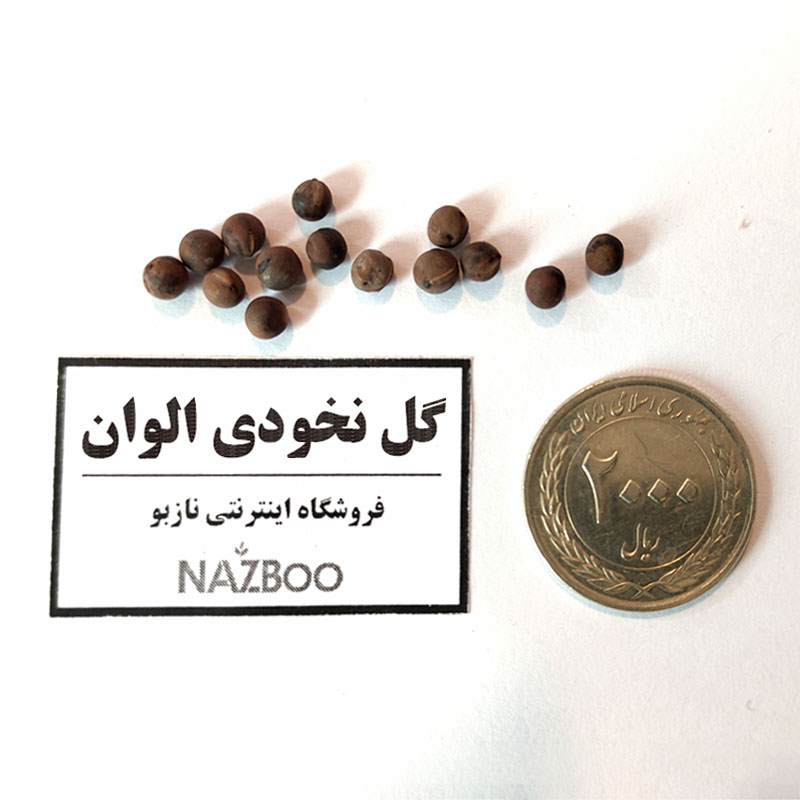 بذر گل نخودی الوان