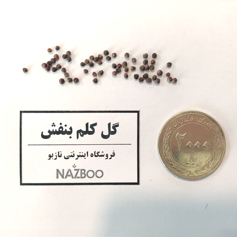 بذر گل کلم بنفش سان مارتینو
