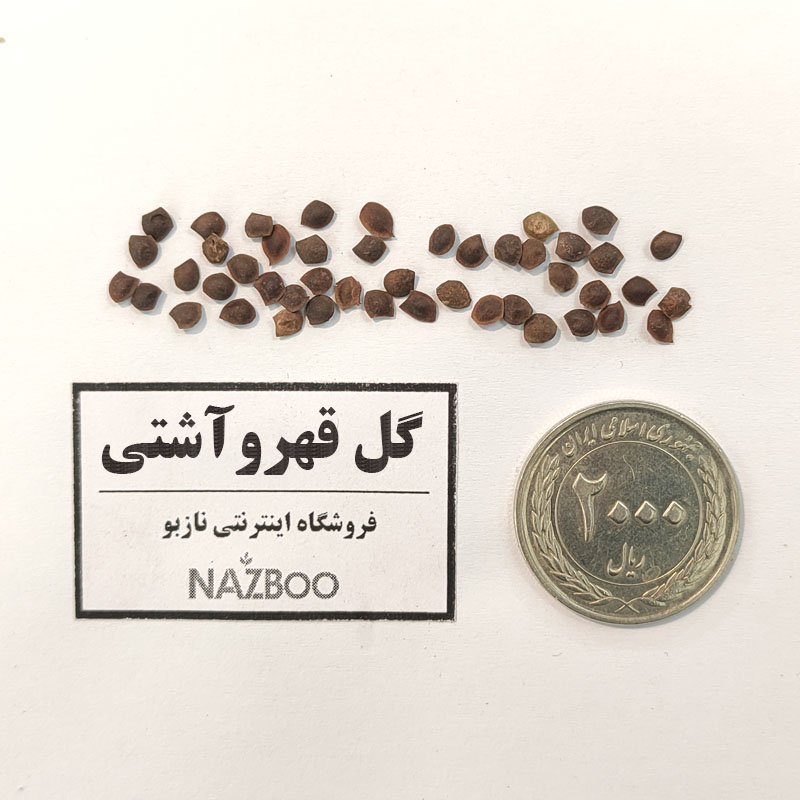 بذر گل قهر وآشتی