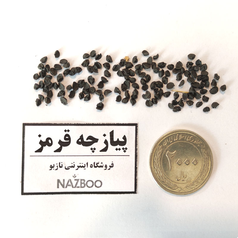 بذر پیازچه قرمز