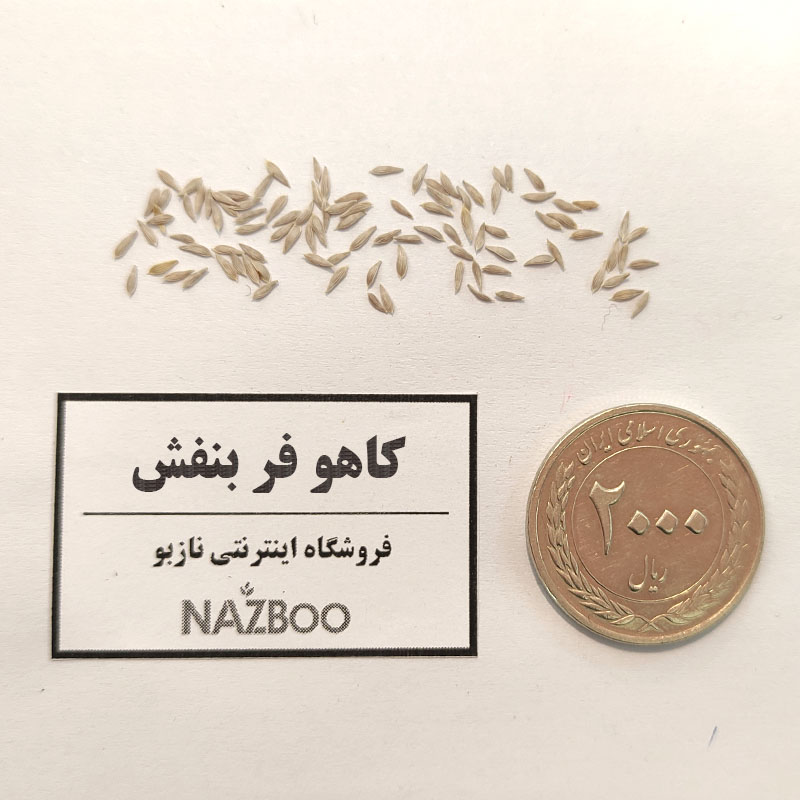 بذرکاهو فر بنفش