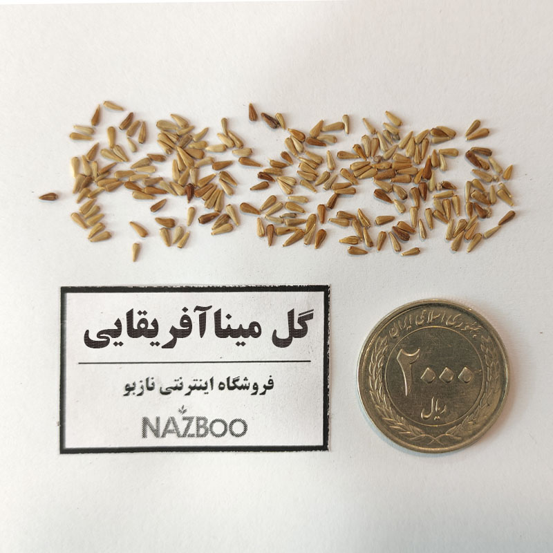 بذر گل استئوسپرموم_مینا آفریقایی