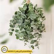 اکالیپتوس