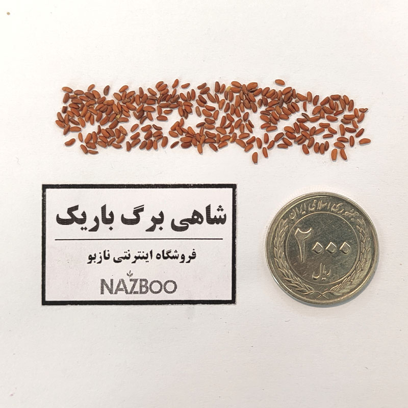بذر شاهی برگ باریک