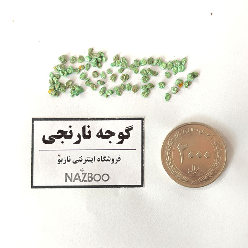 بذر گوجه نارنجی