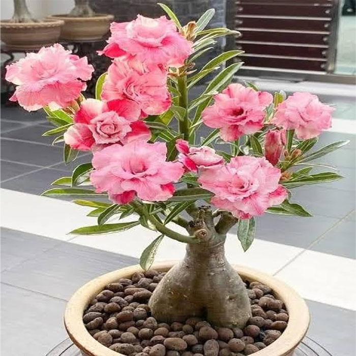 بونسای آدنیوم آبسوم میکس