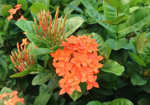 گل یاس نارنجی
