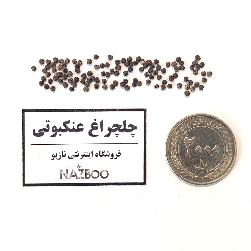 بذر عمده گل چلچراغ عنکبوتی