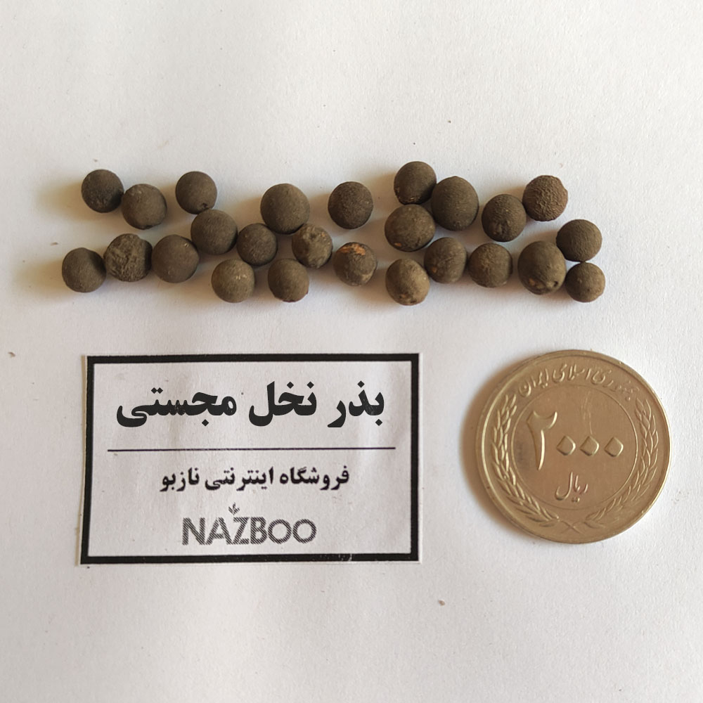 بذر نخل مجستی