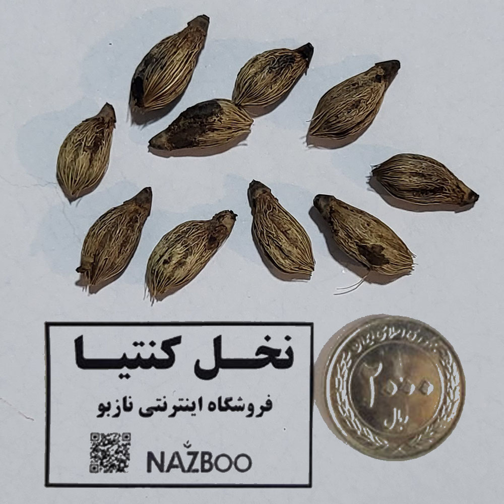 بذر نخل کنتیا