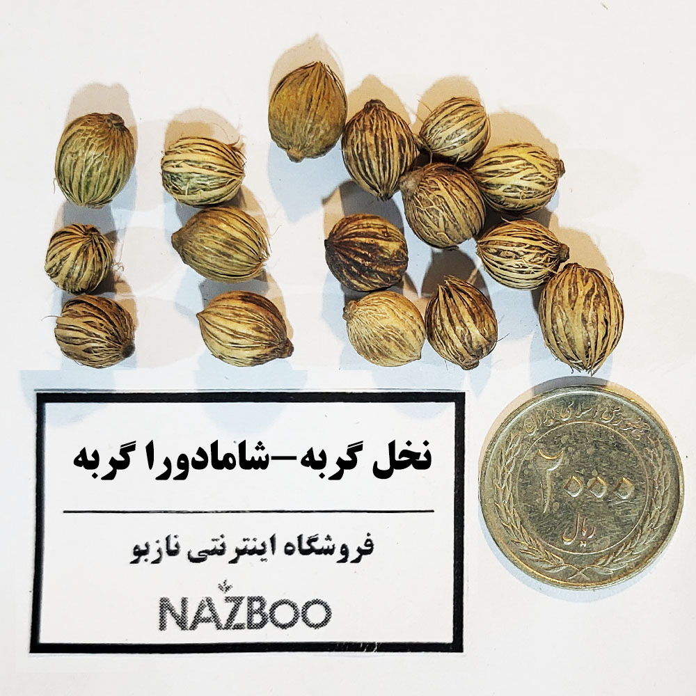بذر نخل گربه