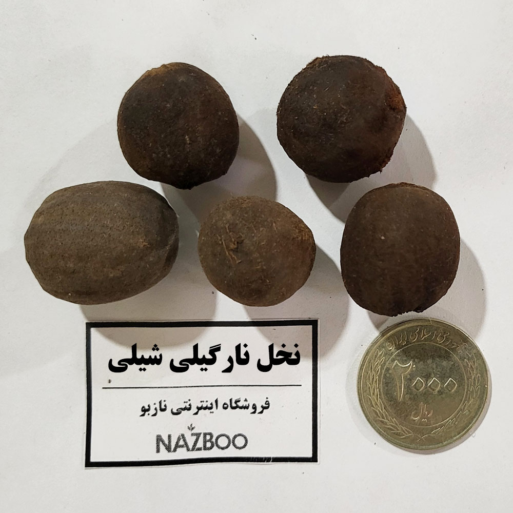بذر نخل نارگیلی شیلی