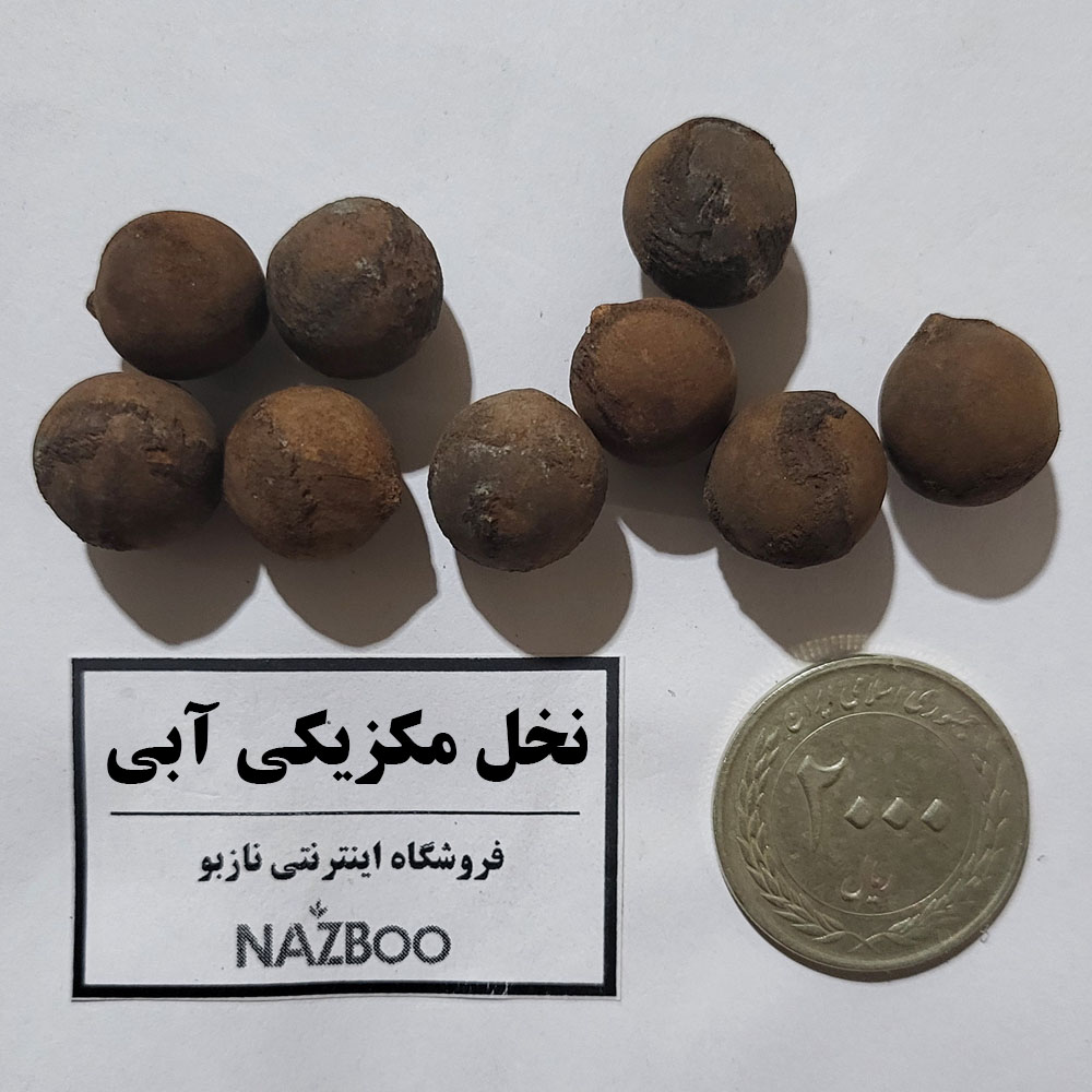 بذر نخل مکزیکی آبی