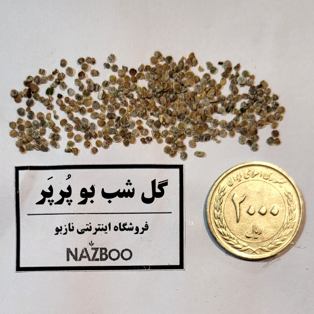 بذر شب بو پرپر