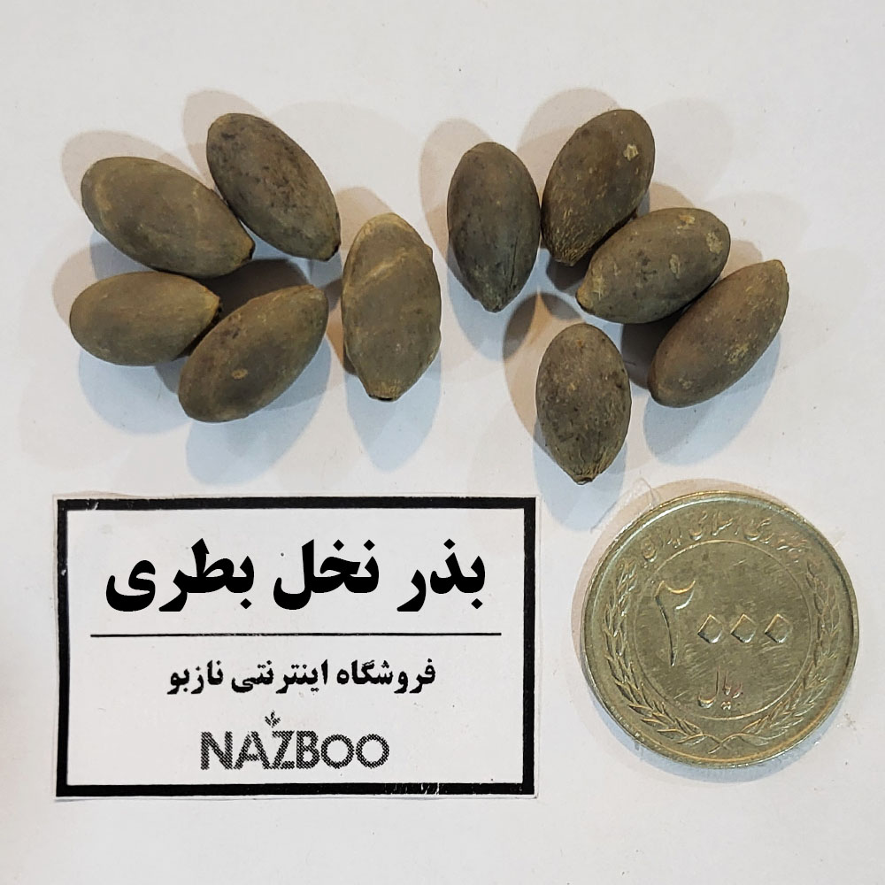 بذر نخل بطری