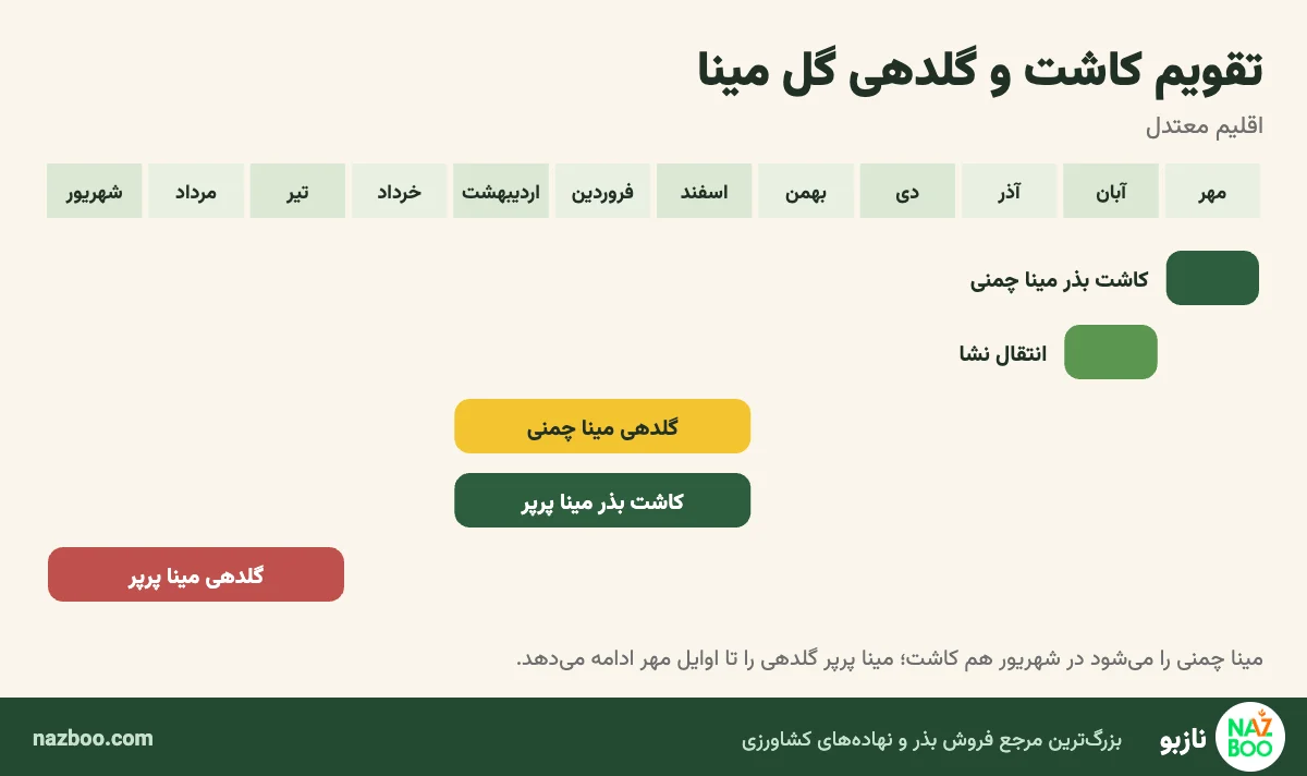 تقویم کاشت بذر و گلدهی مینا چمنی و مینا پرپر