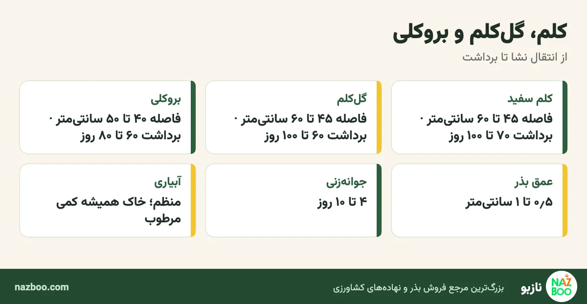 فاصلهی کاشت و زمان برداشت کلم، گلکلم و بروکلی