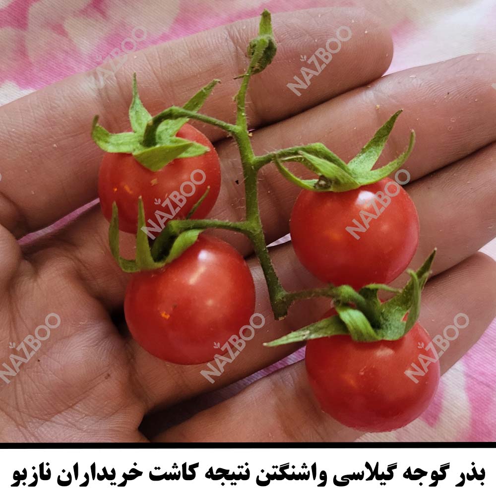بذر گوجه گیلاسی فضای باز