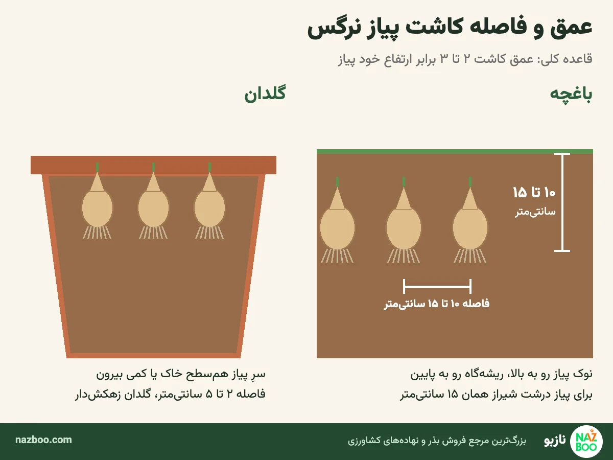 عمق و فاصله کاشت پیاز نرگس در باغچه و گلدان