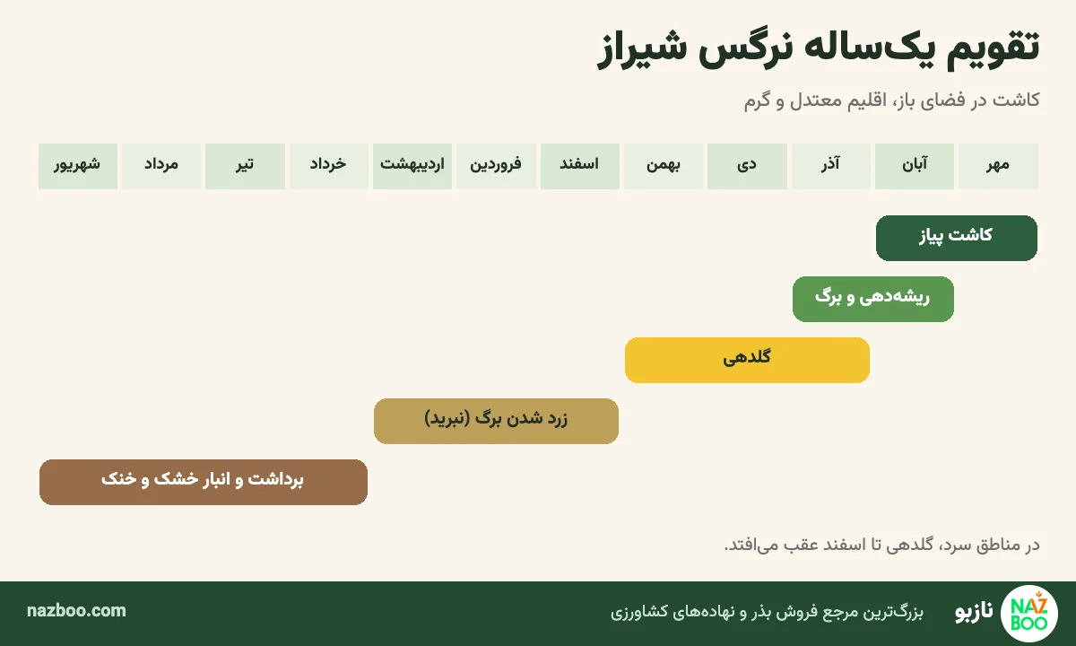 تقویم یک‌ساله کاشت، گلدهی و برداشت پیاز نرگس شیراز